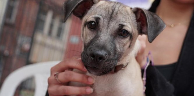 VOTA POR EL CONSEJO LOCAL DE PROTECCIÓN Y BIENESTAR ANIMAL